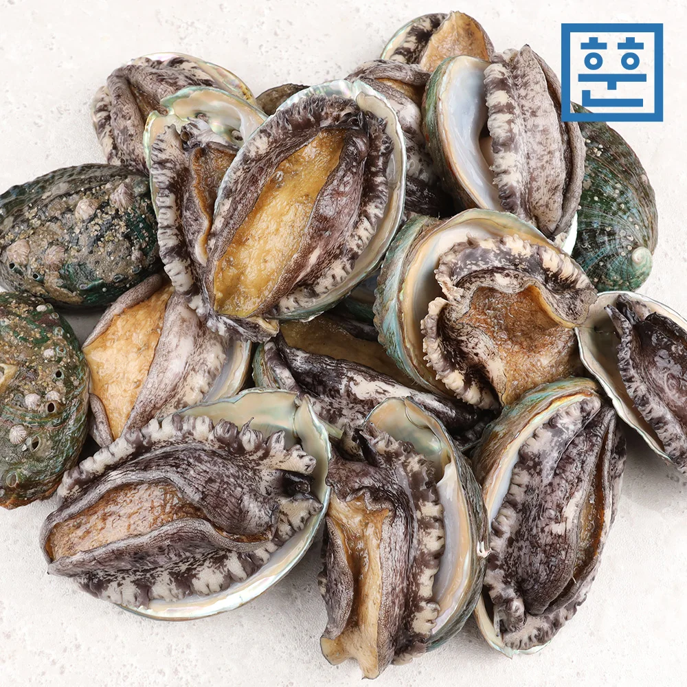 live abalone 1kg - Assorted Sizes for Gourmet Dishes