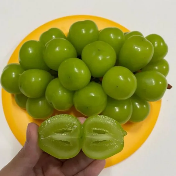[푸디앤] 알이크고 씨가없는 고당도 샤인머스켓 망고포도