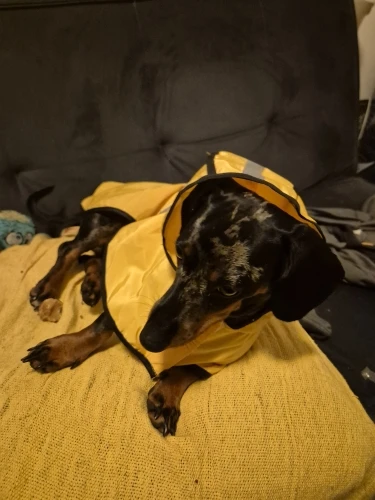 Customer review photo for Waterproof Dog Raincoat — Adjustable, Windproof & Hooded