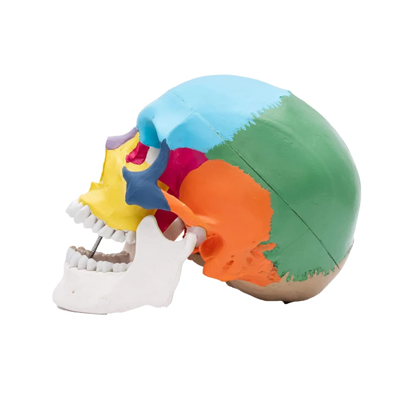 

Colored Life Size Skull Head Human Anatomy Head Skeleton Model for Learning Art Reference and Medical Study