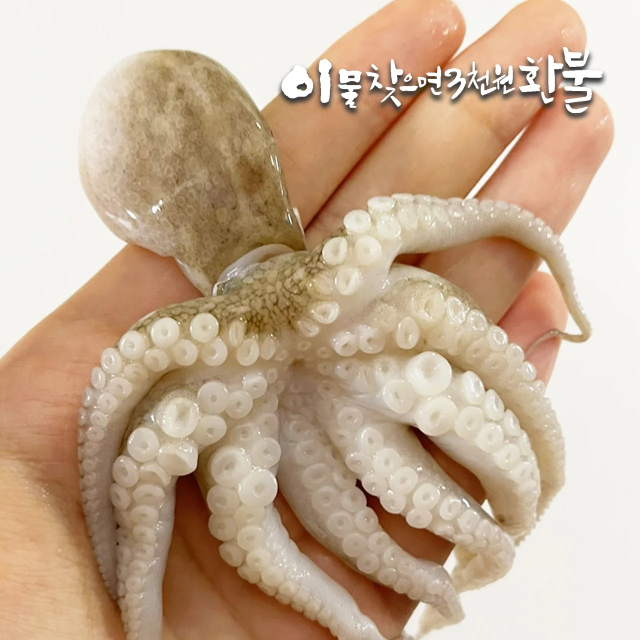 손질 특대(XL) 통주꾸미 750g(250g×3팩) 1팩기준 250g(6미)｜주꾸미볶음(자... - 1