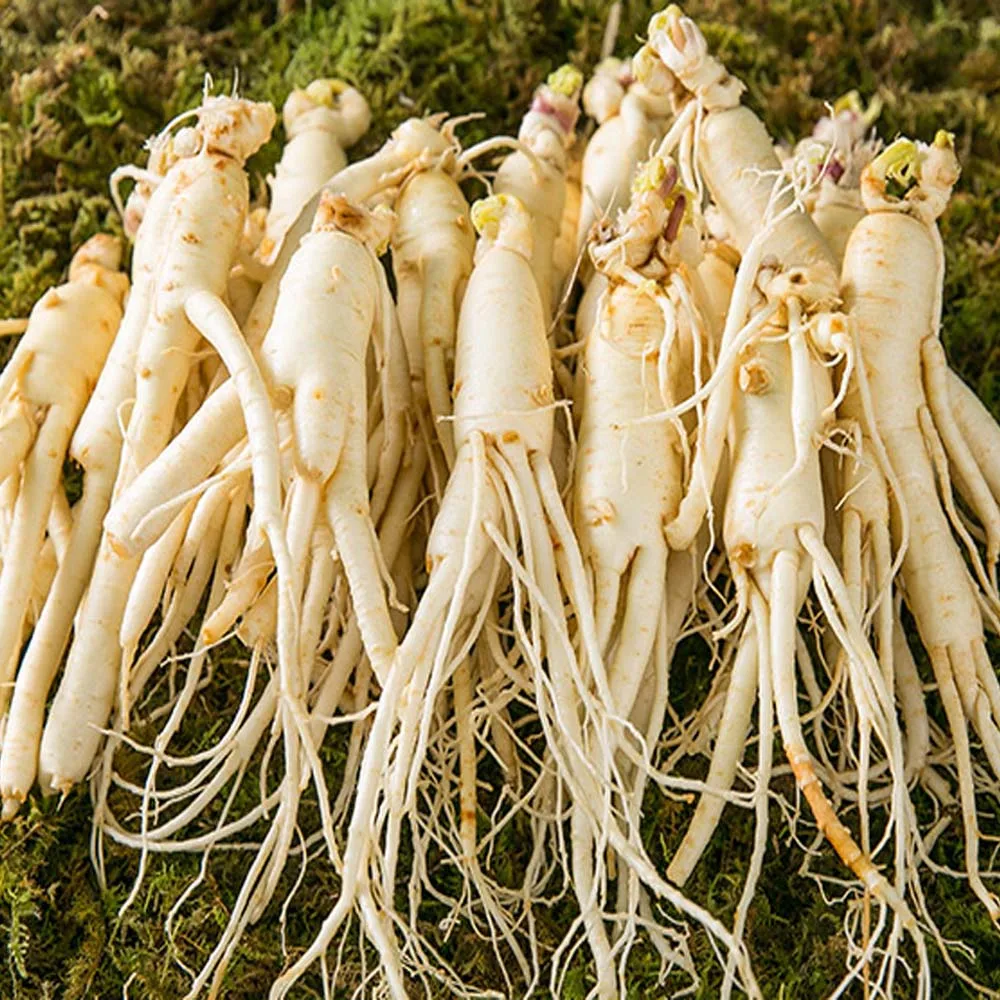 [Natural Hub] Sanji Shipping Washing Ginseng Nanyang 300g Sternum Ginseng