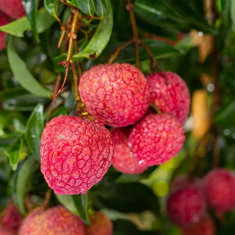 [Jae Ho Food] Rich 1kg frozen tropical fruit rich