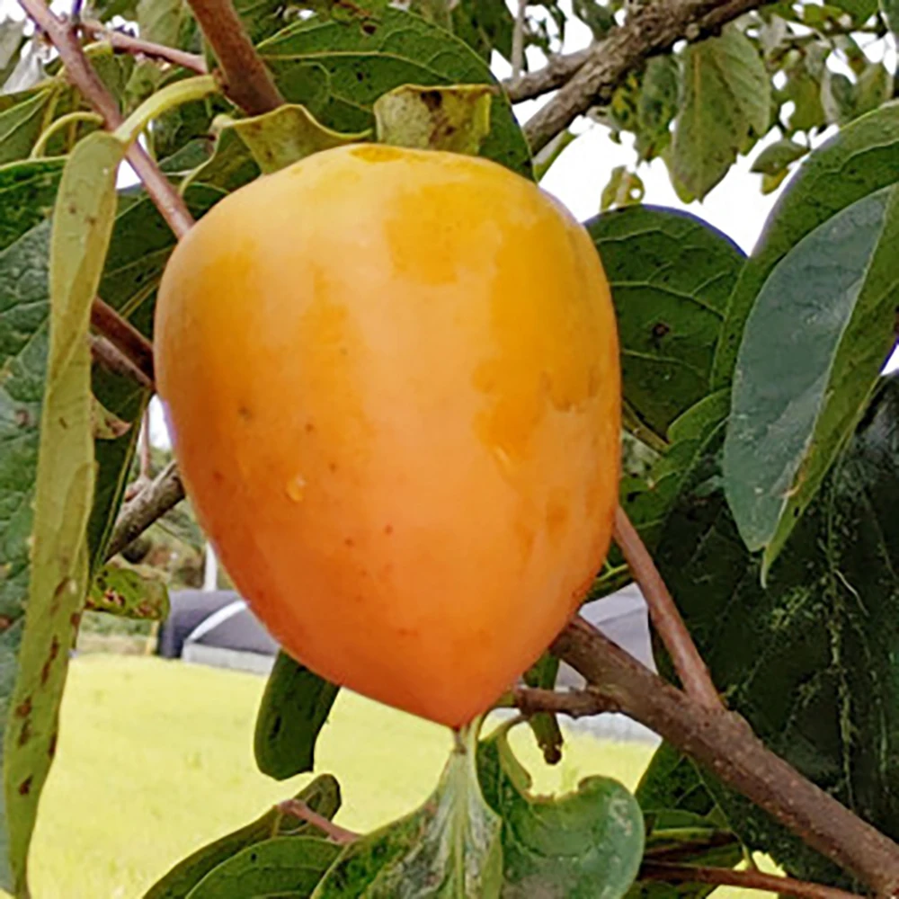 Golden fruit dried persimmon Dae bongam dongbongsi Hongsi Persimmon 5kg 10kg