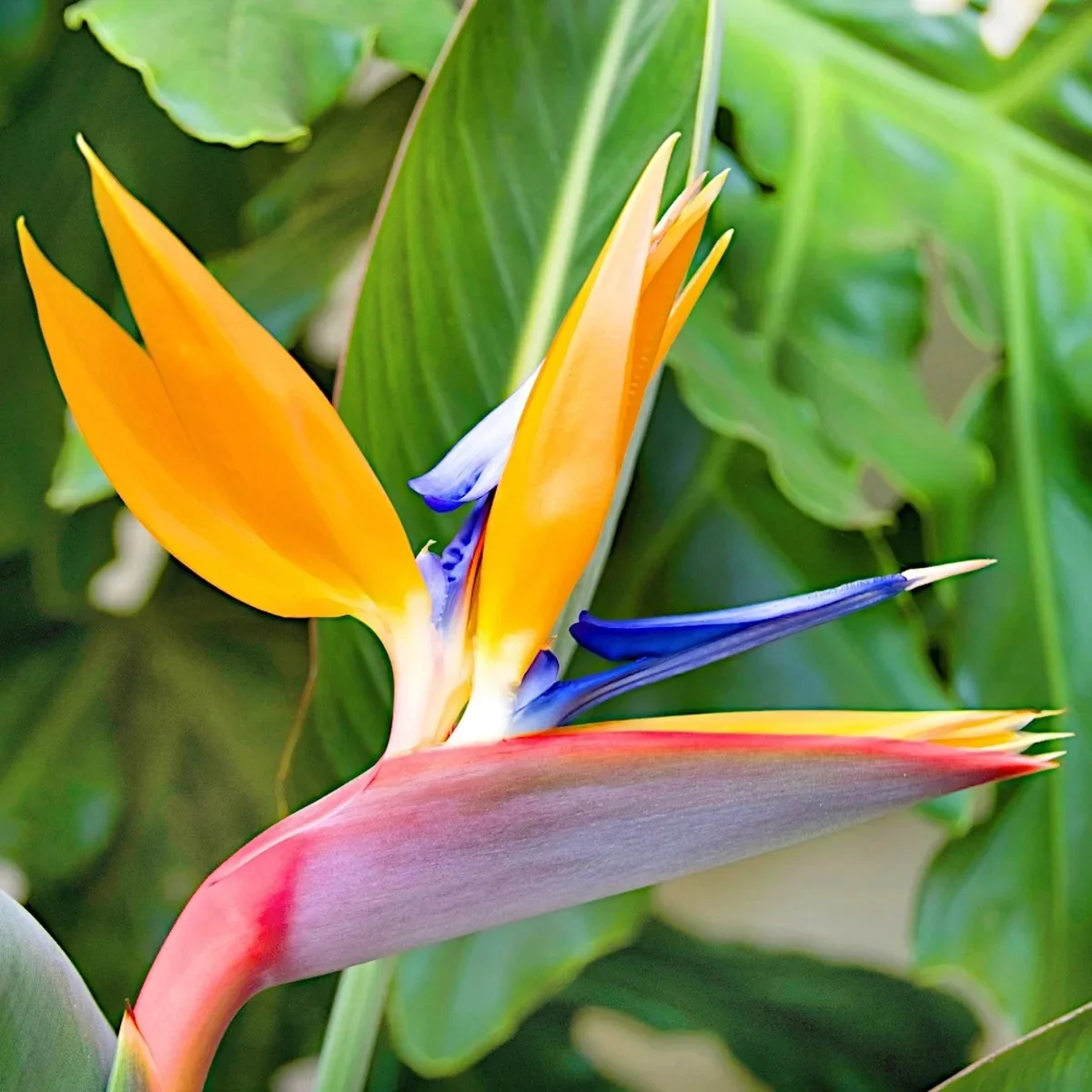 Graines de fleurs royales pour la maison et le jardin 5 pièces -TORAF