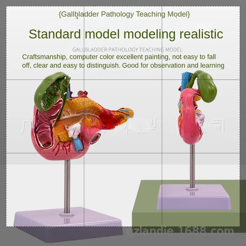 Modelo de vesícula biliar de duodeno pancreas com navios, biologia, modelo anatômico de corpo humano em tamanho real para nervos, ajuda de laboratório de ensino escolar