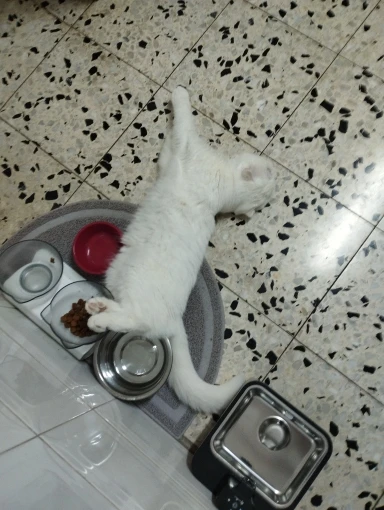 Customer review photo for Self-Adhesive Cat Scratch Furniture Protector