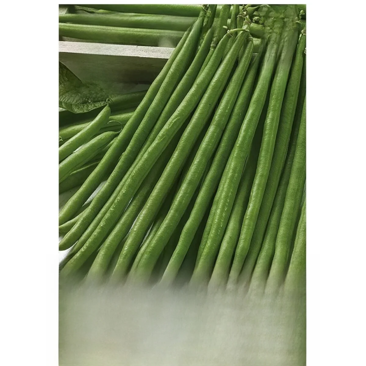 Graines de haricots nains ordinaires Ferrari 30g graines de légumes VegAna