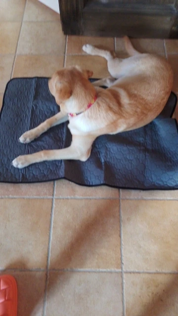 Customer review photo for Washable Reusable Dog Pee Pad