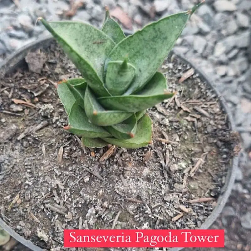 Sansevieria Pagoda Tower Raras