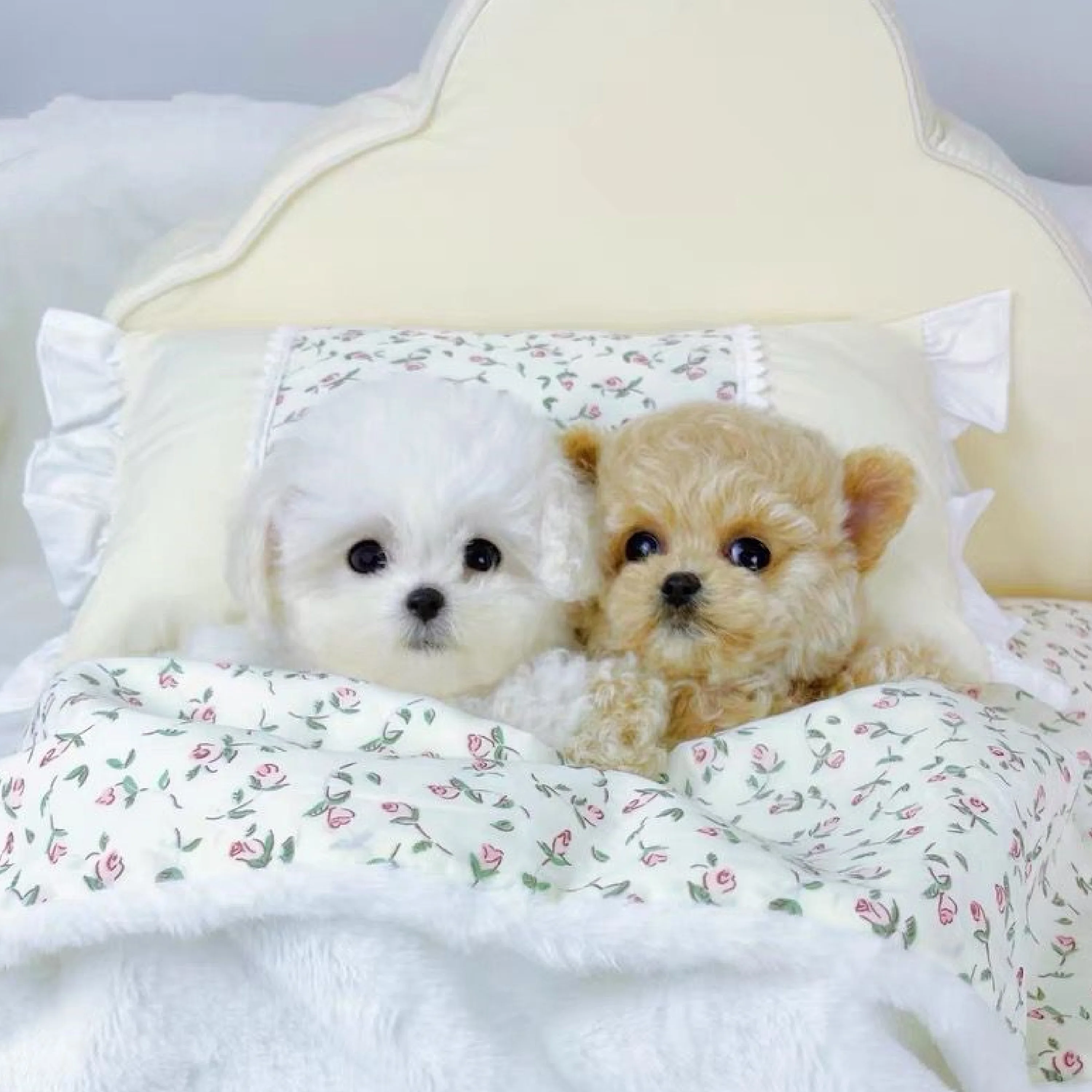 Pet Princess Bed Sofa Nest for Small Dogs and Cats -Pet Couch Cushion Plush Fleece Bed Sofa Kennel Nest Supplies Items Removable