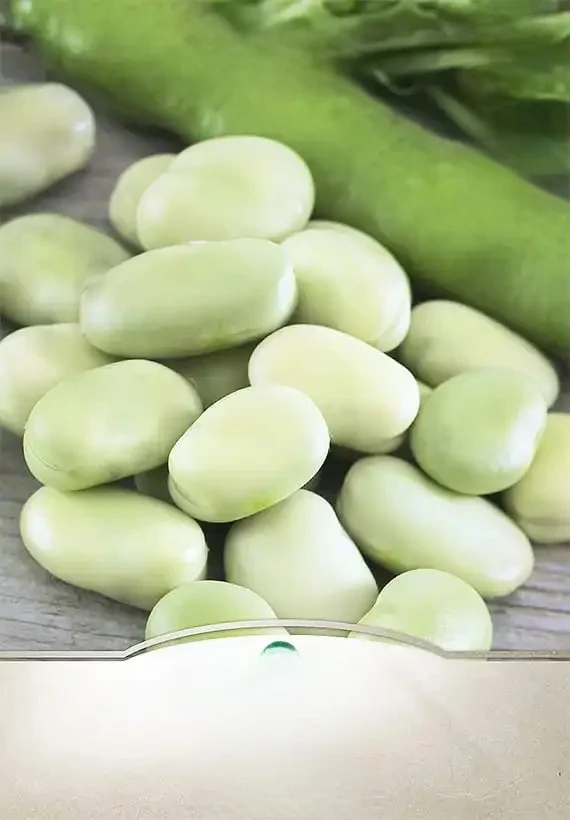 Graines Bob Bartom 40g graines de légumes-VegAna