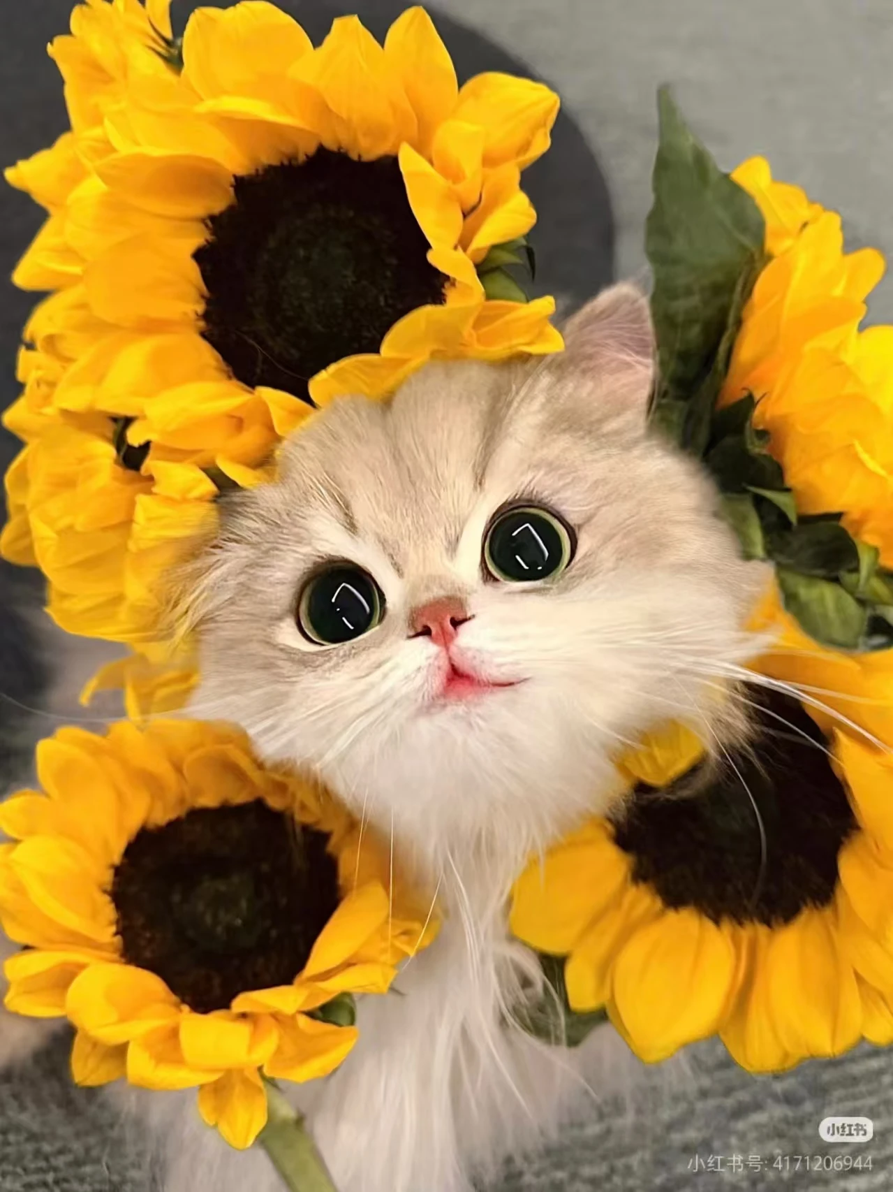 

Hot-selling Hydrating and Oxygenating Facial Cleansing Device: Cleanses skin removes blackheads lifts and firms a multi-functio