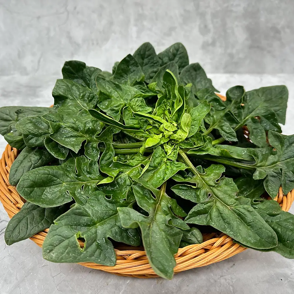 남도사랑 시금치 /Jeonnam Shinandochodo Seomcho Spinach 1kg / 2kg / 3kg