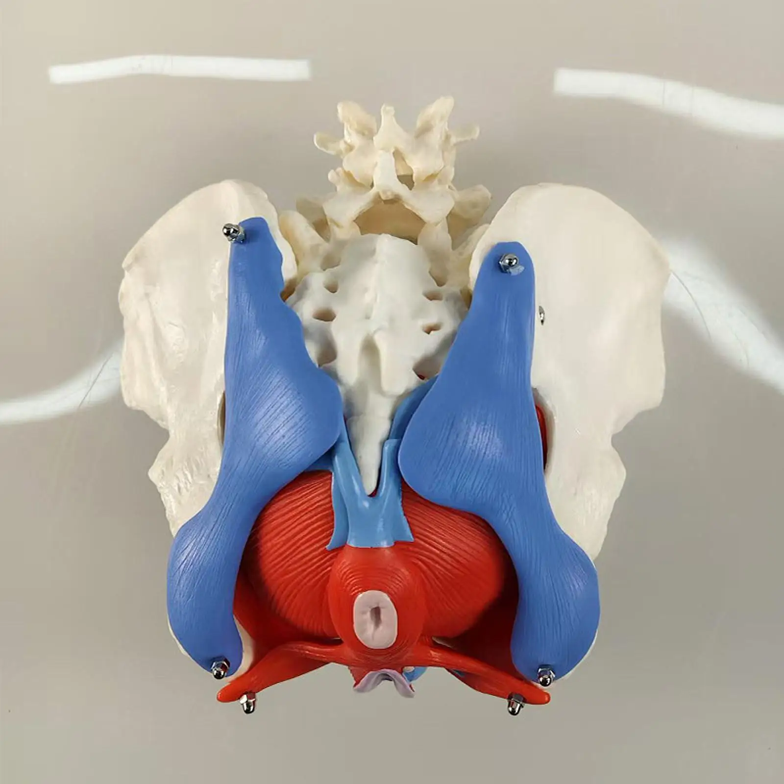 Sacro de coxis de Pelvis femenina con órganos extraíbles, modelo de exhibición, herramienta de enseñanza escolar, 1:1