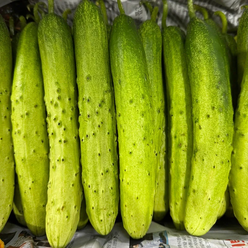 A crunchy white DAII full of moisture (one hundred cucumbers)