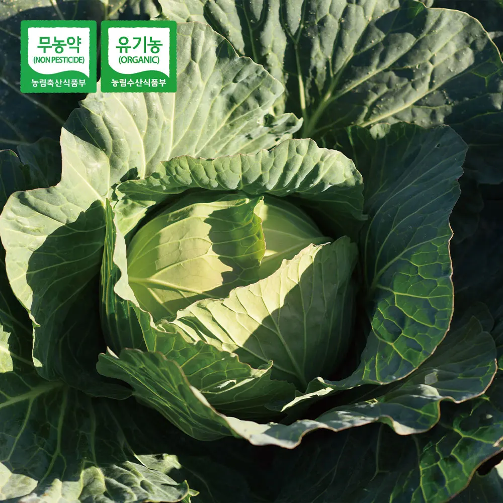 3kg of organic fresh cabbage in Jeju