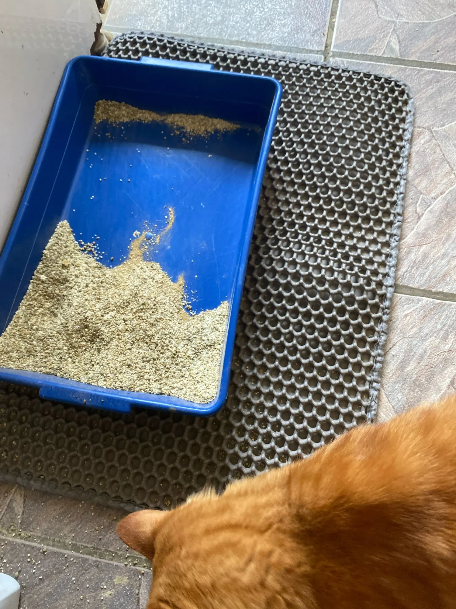 Customer review photo for Double-Layer Cat Litter Mat