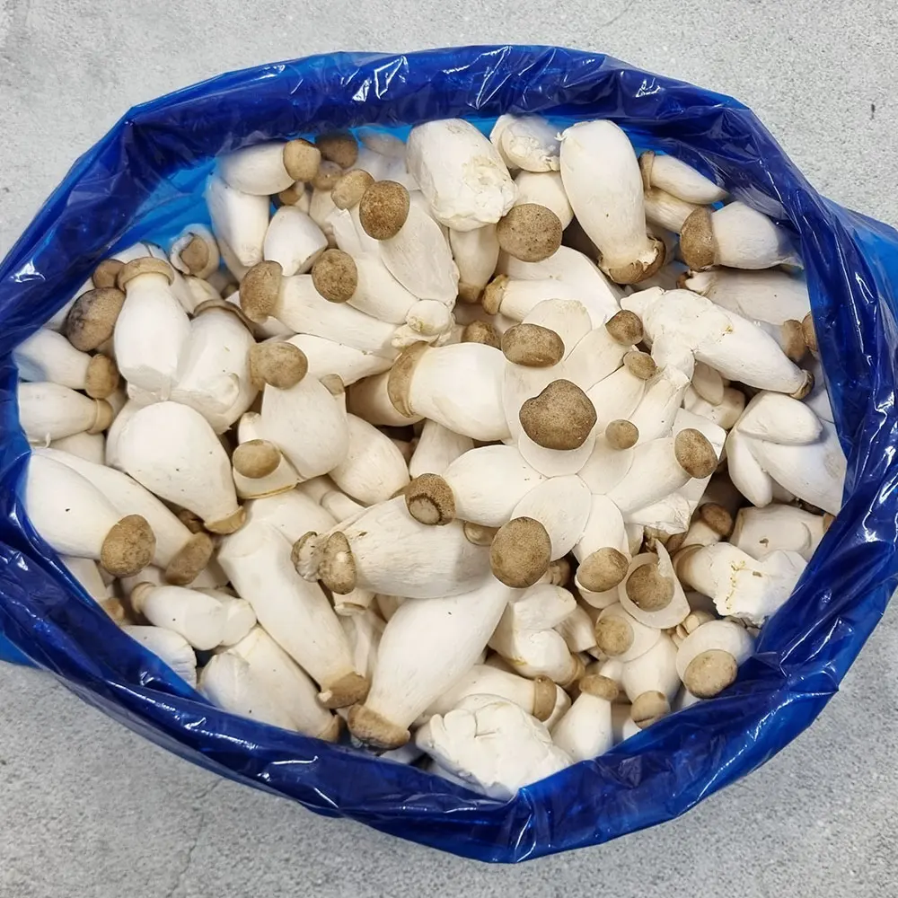 [Sansan village] Domestic mini bird mushrooms 2kg Little Bird