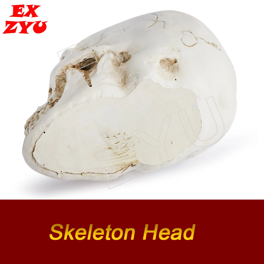 1:1 Skeleton Head Model Resin Craft Skull High Quality Statues Sculptures Replica Skull Decor Escape Room Real Life Games EX ZYU