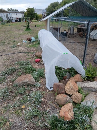 Plant Cover Anti Freezing, Garden Floating Row Cover Non-Woven Fabric, Used for Anti Freezing Protection of Vegetables, Fruit Tr photo review