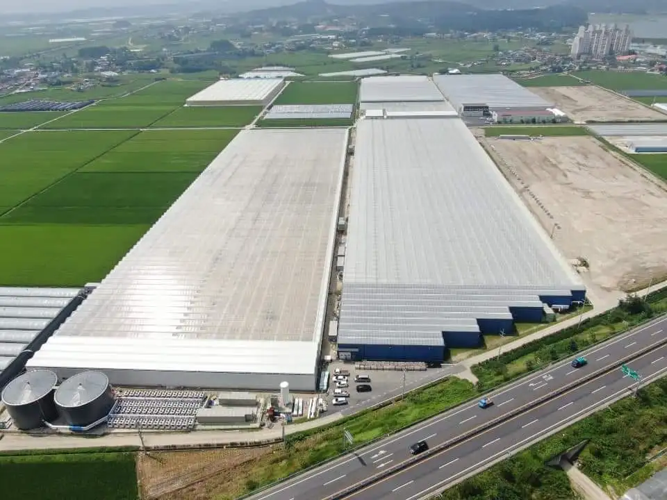 완숙 찰 토마토 대추 방울토마토