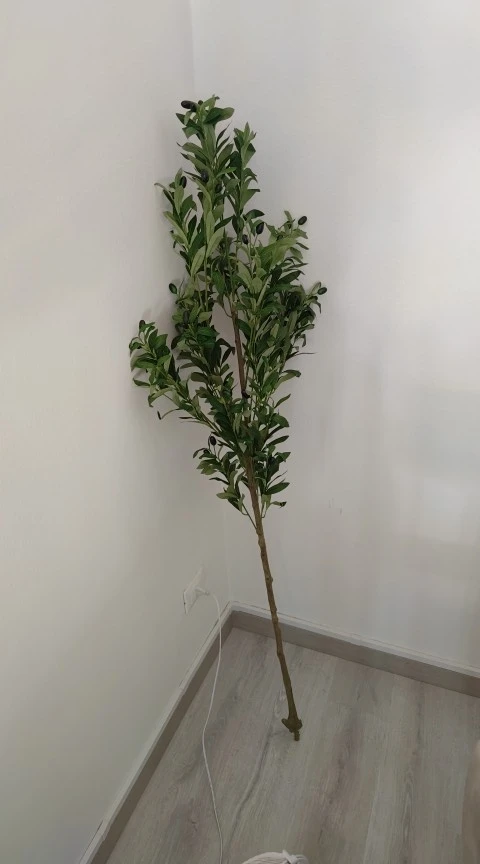 A customer's photo of the olive tree they received