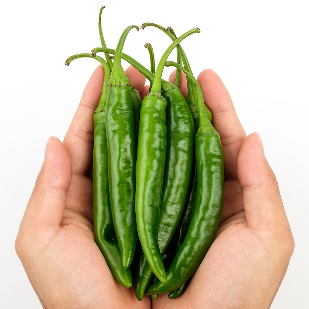 سانجي بلس فلفل شيونغيانغ المحلي 1 كجم، مباشرة من المزرعة/المنطقة