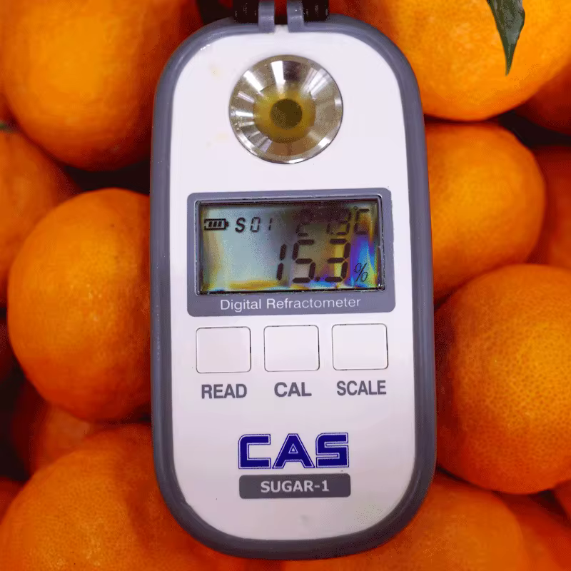 제주 과일 모음