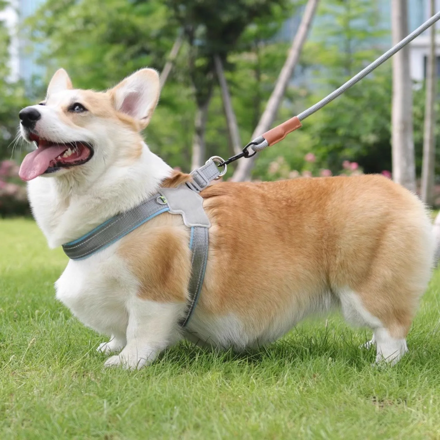 مقود سترة الكلاب مقود حزام صدر الحيوانات الأليفة مناسب للكلاب الصغيرة والمتوسطة الحجم Shiba Inus Corgis Bichon Frises وTيدي. #4