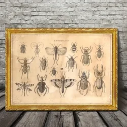 Vintage Victorian Entomology Canvas Art Frameless Decorative Paintings Suitable For Home Bedrooms Elegant Wall Decor For Living