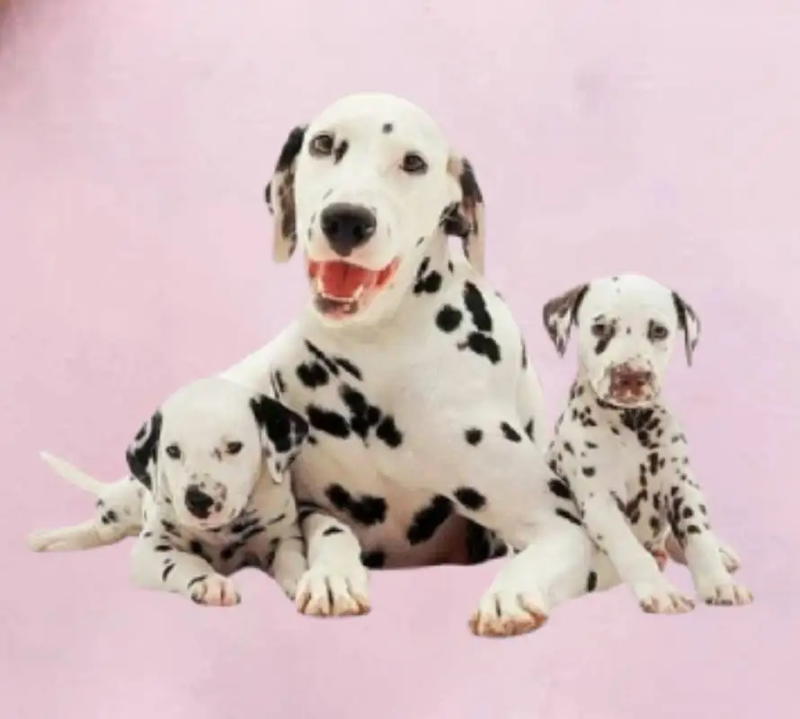 

Толстовки, одежда, топы, мягкие толстовки с рисунком, женская одежда, уличная одежда большого размера Y2K, женский свитер, повседневный свободный зимний унисекс