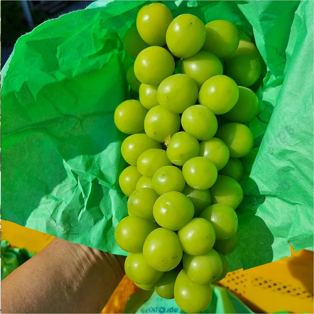 고당도 프리미엄 경북 샤인머스켓 1kg 2kg 안심포장 가정용 선물용