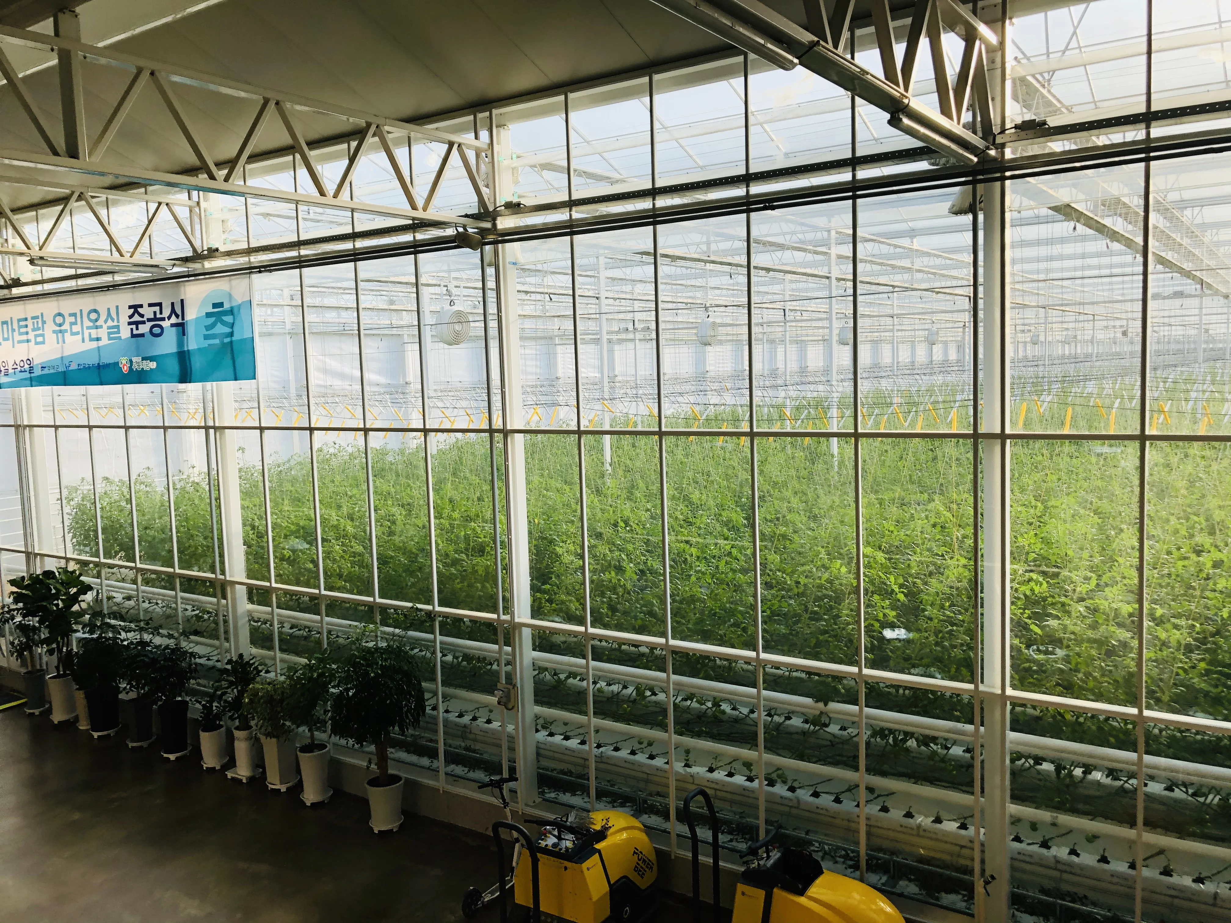 완숙 찰 토마토 대추 방울토마토