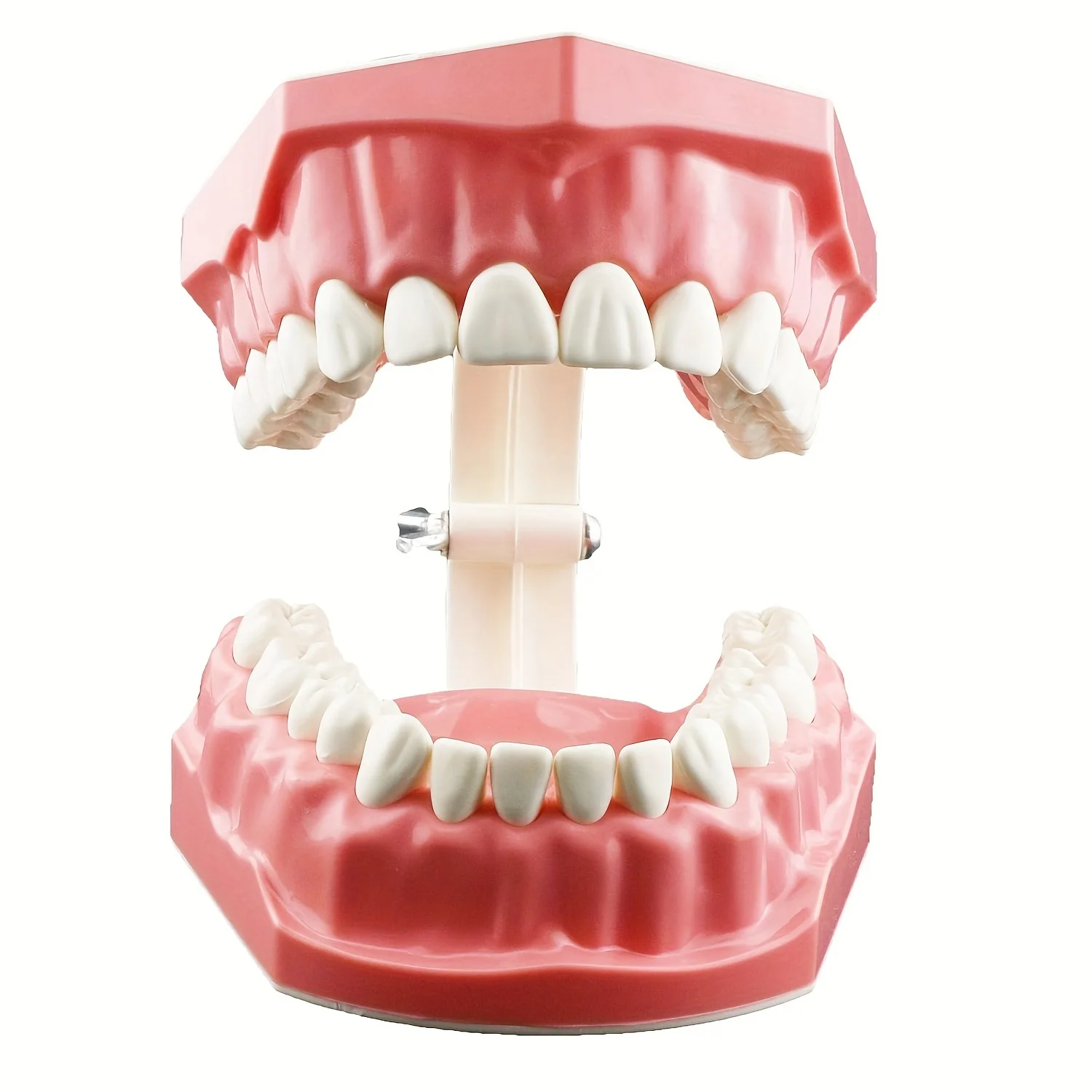 

Стоматологическая модель Уход за полостью рта Обучение Демонстрационная модель Чистка зубной нити Практика Typodonts Модель для детей Образование Учеба