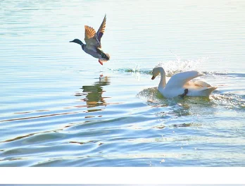 أحدث آلة إزالة الشعر والوشم 2 في 1 عالية الجودة محمولة 2 في 1 مزيل شعر مزدوج الرأس غير مؤلم #1