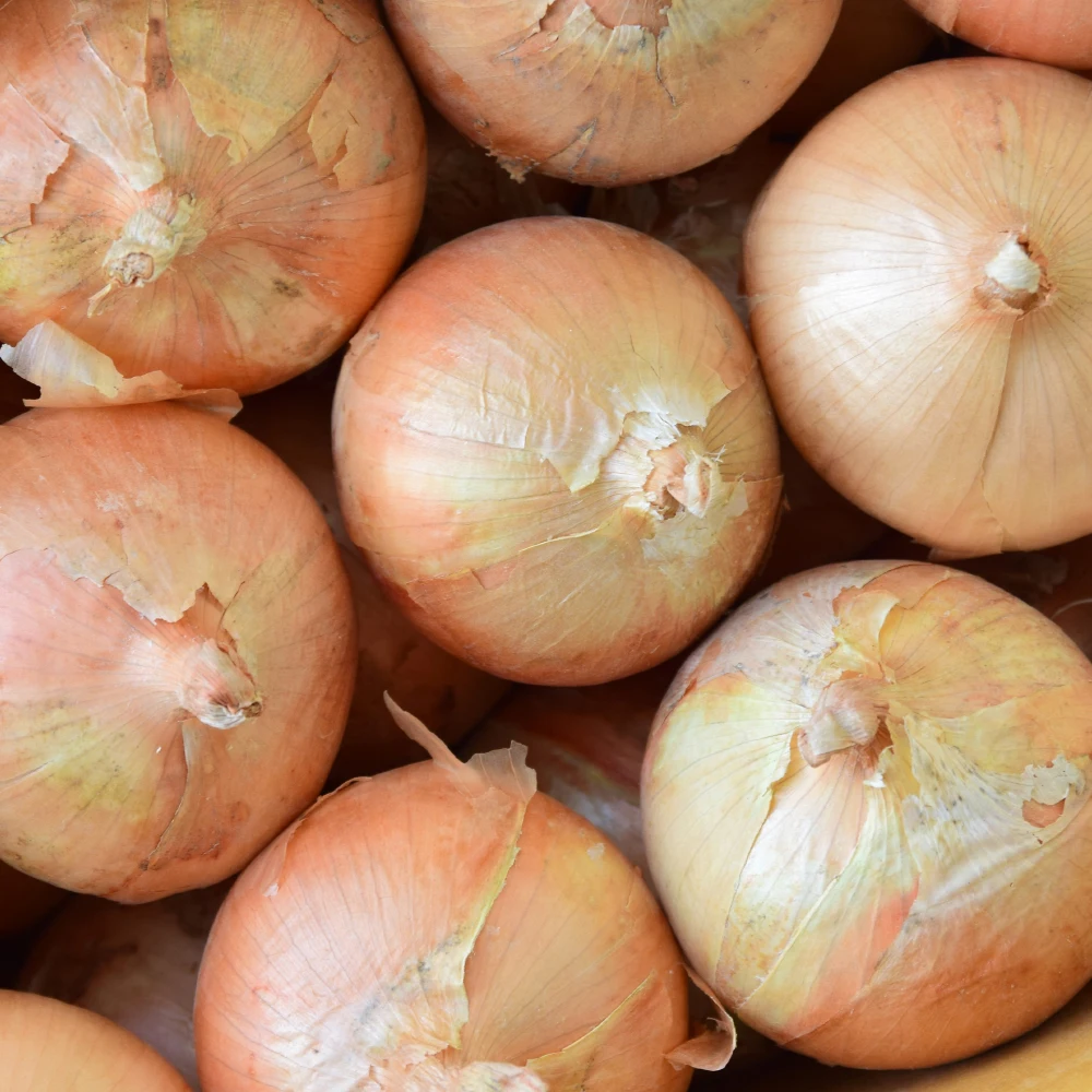 [حديقة الجيش] قبعة بصل محلية الصنع 3 كجم 5 كجم