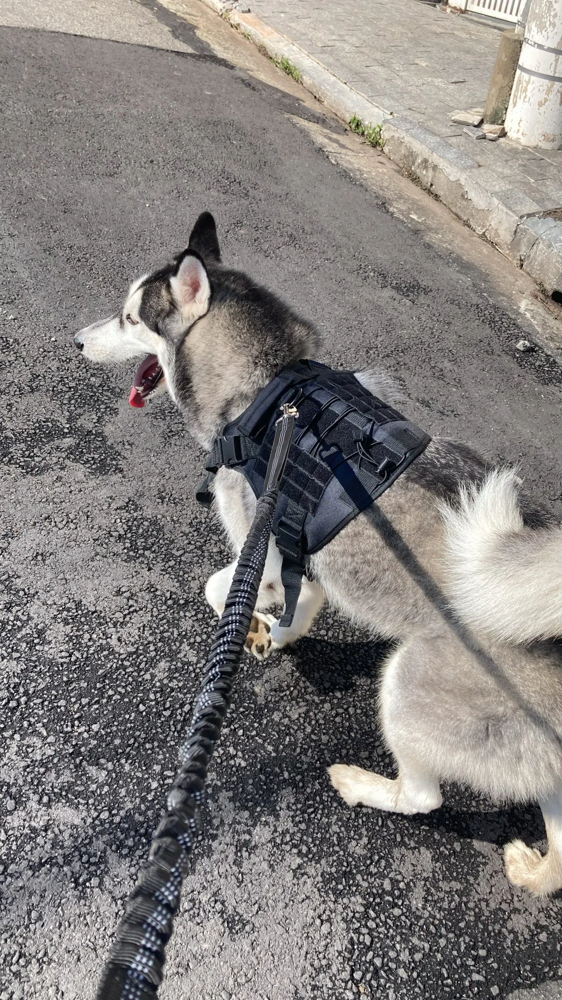 Customer review photo for Hands-Free Bungee Dog Leash with Adjustable Waist Belt