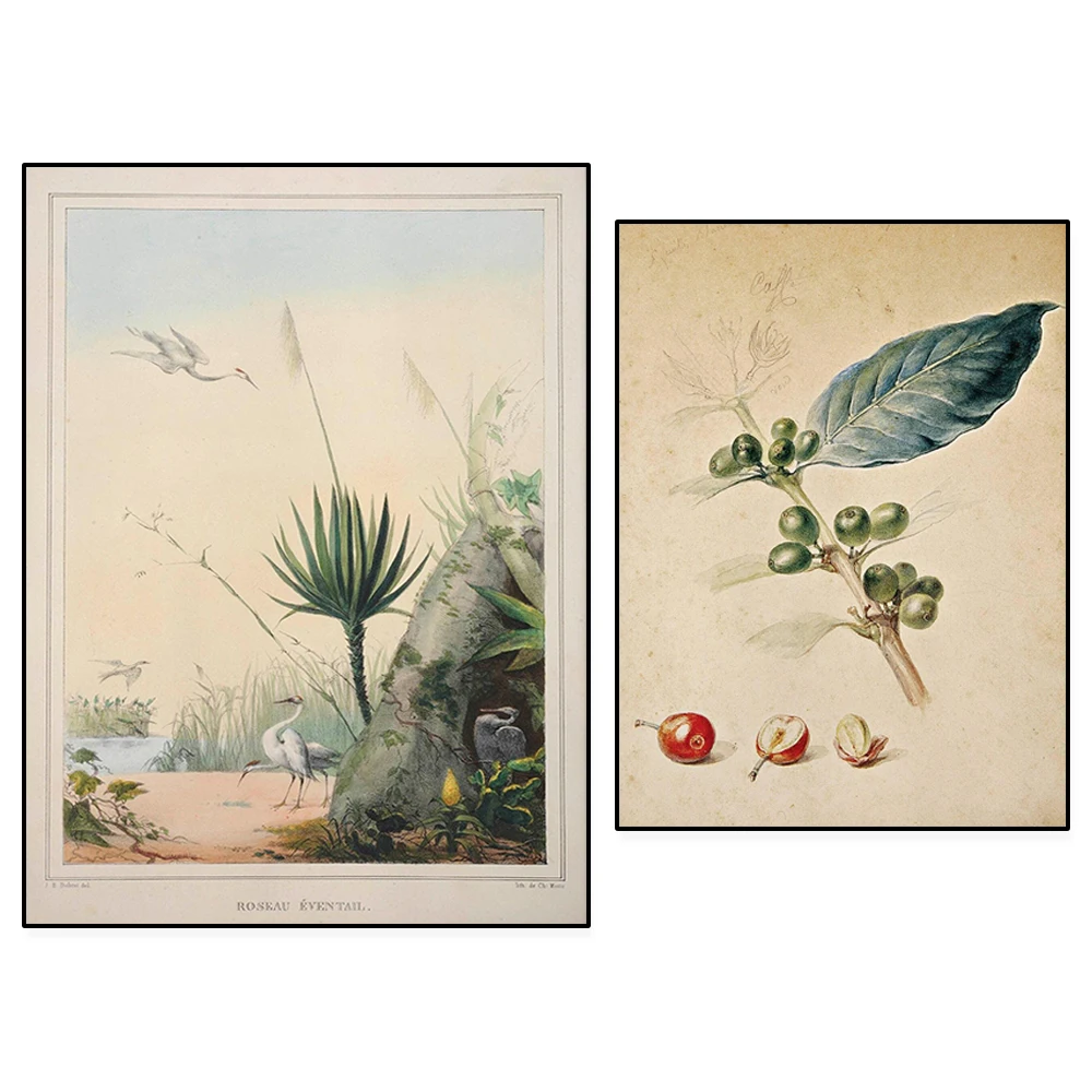 Jean Baptiste Debret print, tattooed black woman selling cashew nuts, coffee by Jean Baptiste Debret, aquatic plant art poster