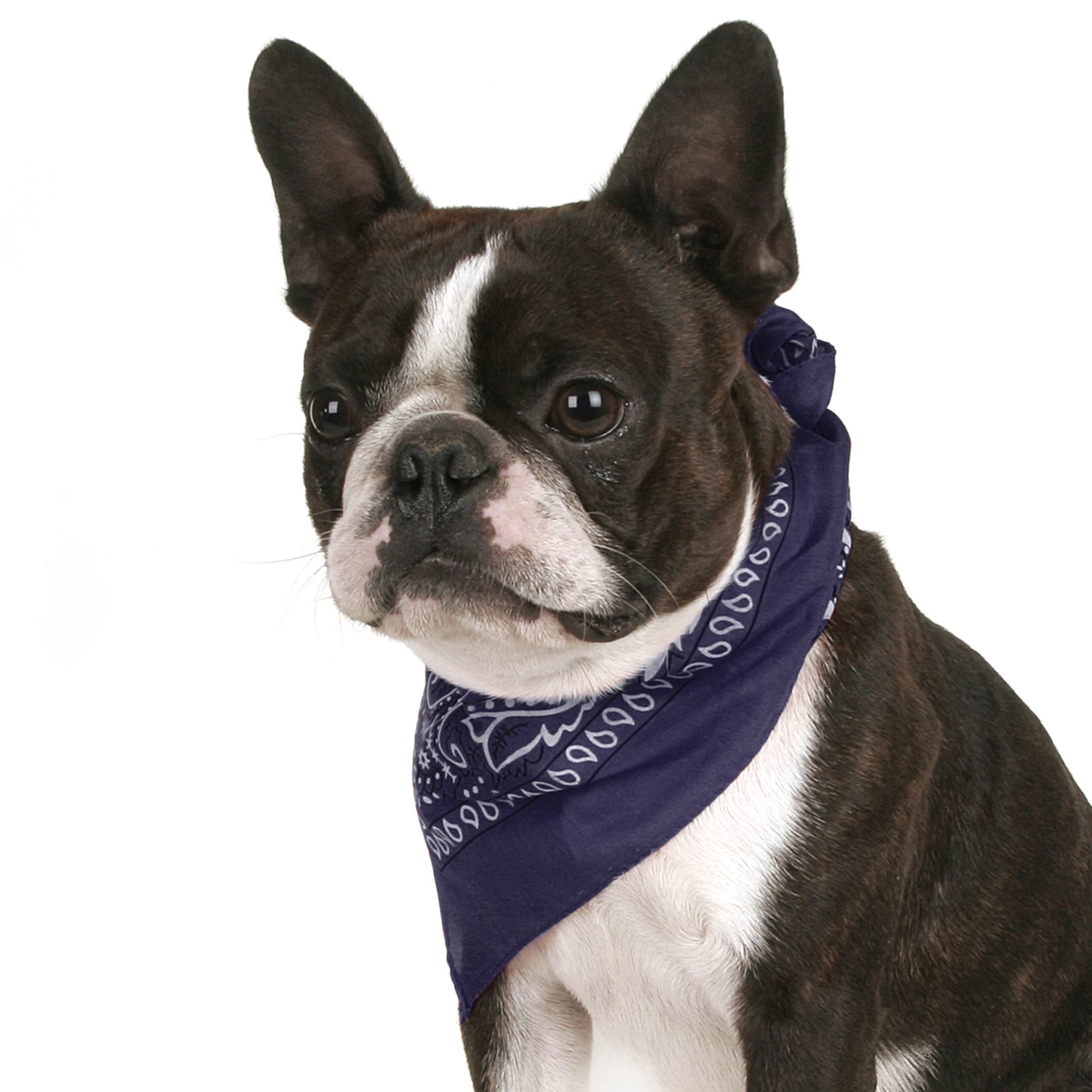 Pack of 24 Bandanas for Dog Polyester Paisley Regular Size