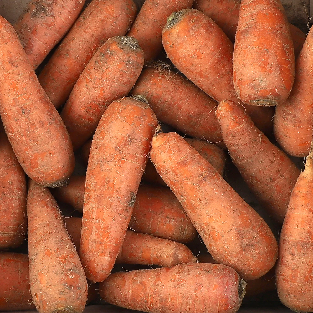 Jeju carrot 5kg(Wang)