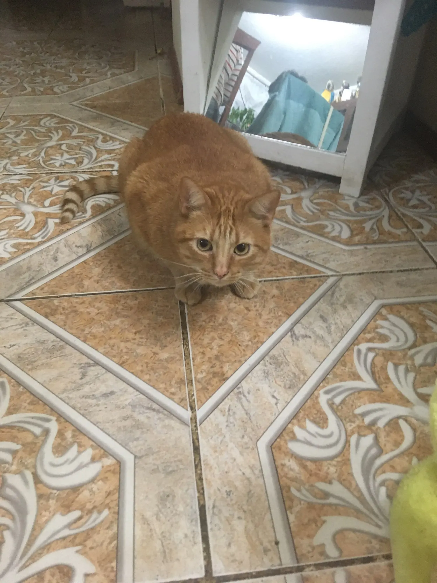 Customer review photo for Manual Pet Hair & Lint Remover Brush
