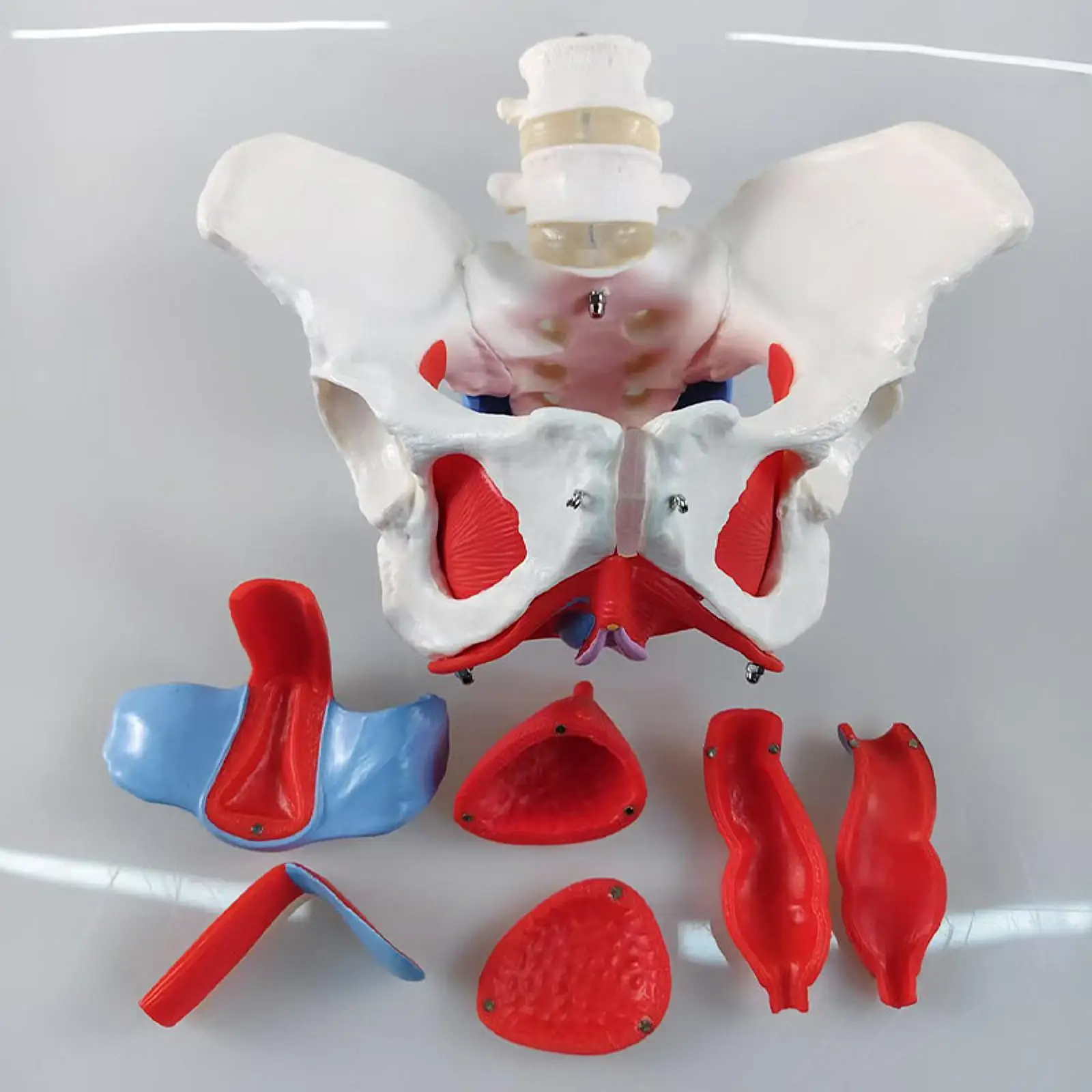 

1:1 Lifesize Female Pelvis Coccyx Sacrum with Removable Organs Model Display School Teaching Tool