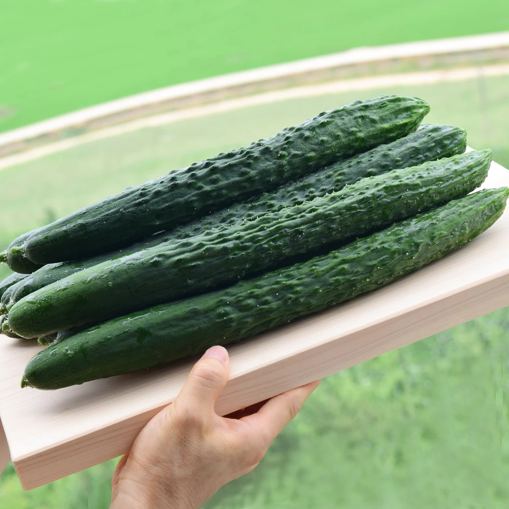 1kg of domestic crunchy and SAC oicheong cucumbers