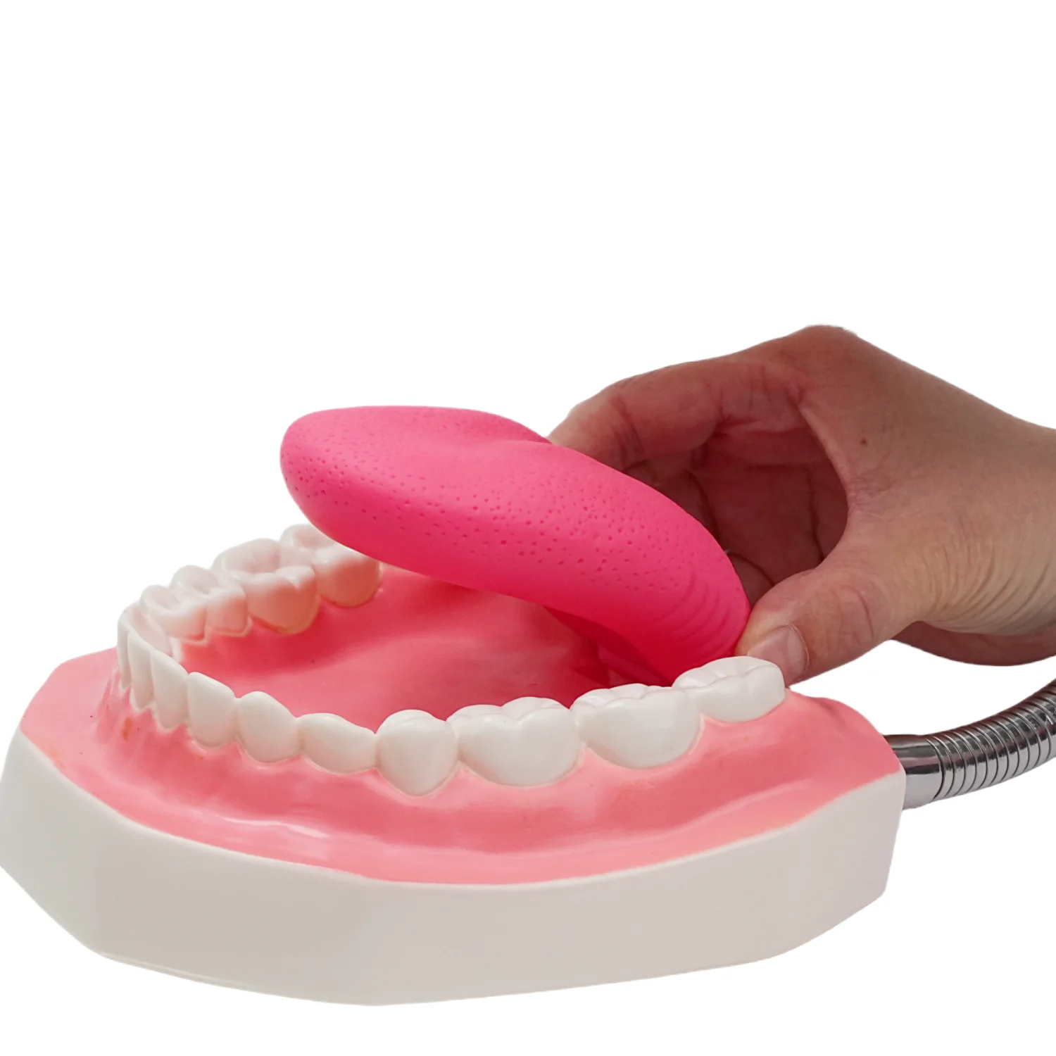 Mouth Model White Hinge for Speech Therapy, Ideal Brushing Teaching Dental Teeth Model for Kids and Children, 6 Times Enlarge