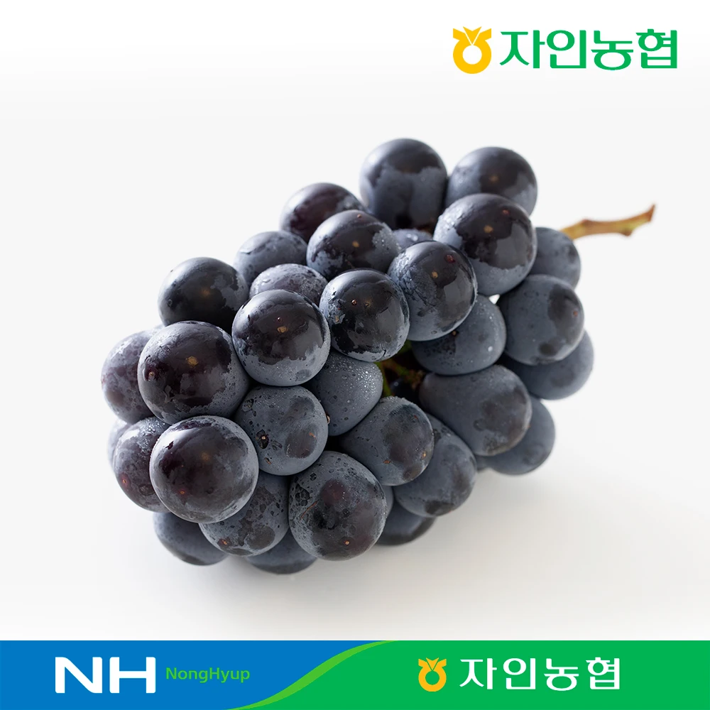 경산자인농협 경산 거봉 1kg (2수/수 당 500g 내외)