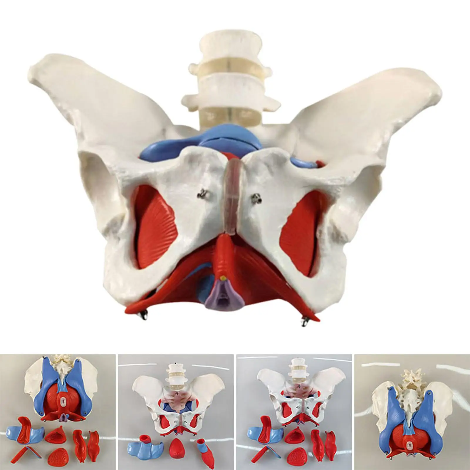 Sacro de coxis de Pelvis femenina con órganos extraíbles, modelo de exhibición, herramienta de enseñanza escolar, 1:1
