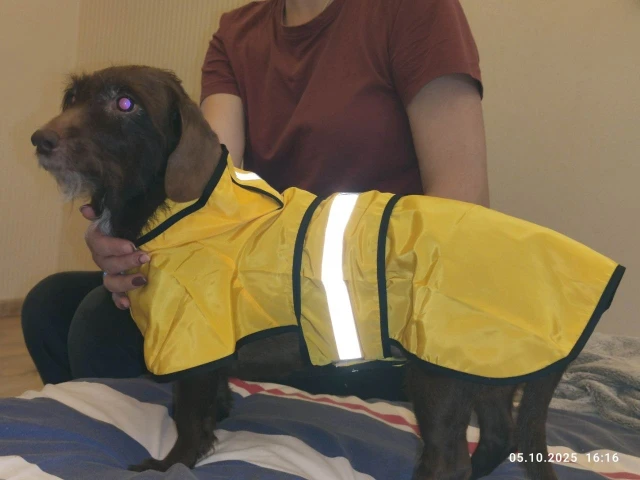Customer review photo for Waterproof Dog Raincoat — Adjustable, Windproof & Hooded