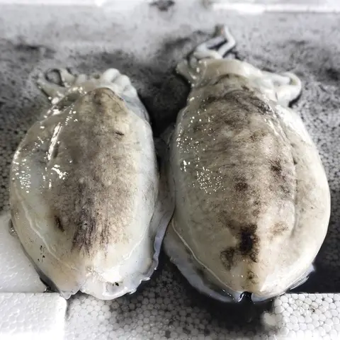 국내산 손질 갑오징어 500g
