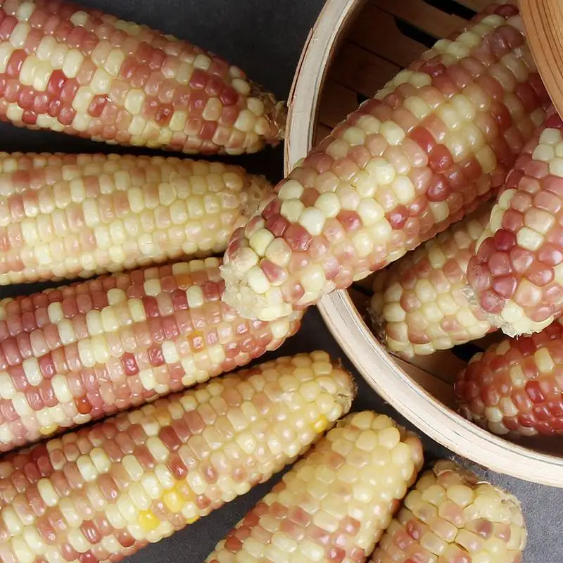 10 pieces/20 pieces of straight-eating red-black steamed corn over 14cm GIOK!